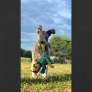 Pumi